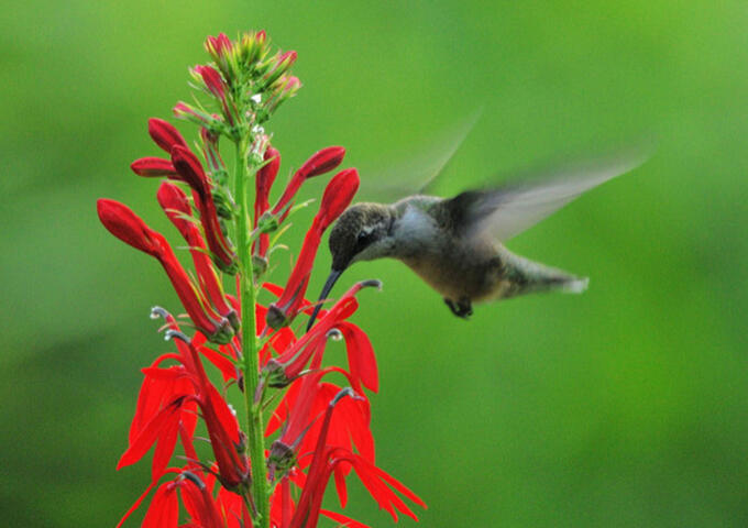 Native landscapes and wildlife friendly